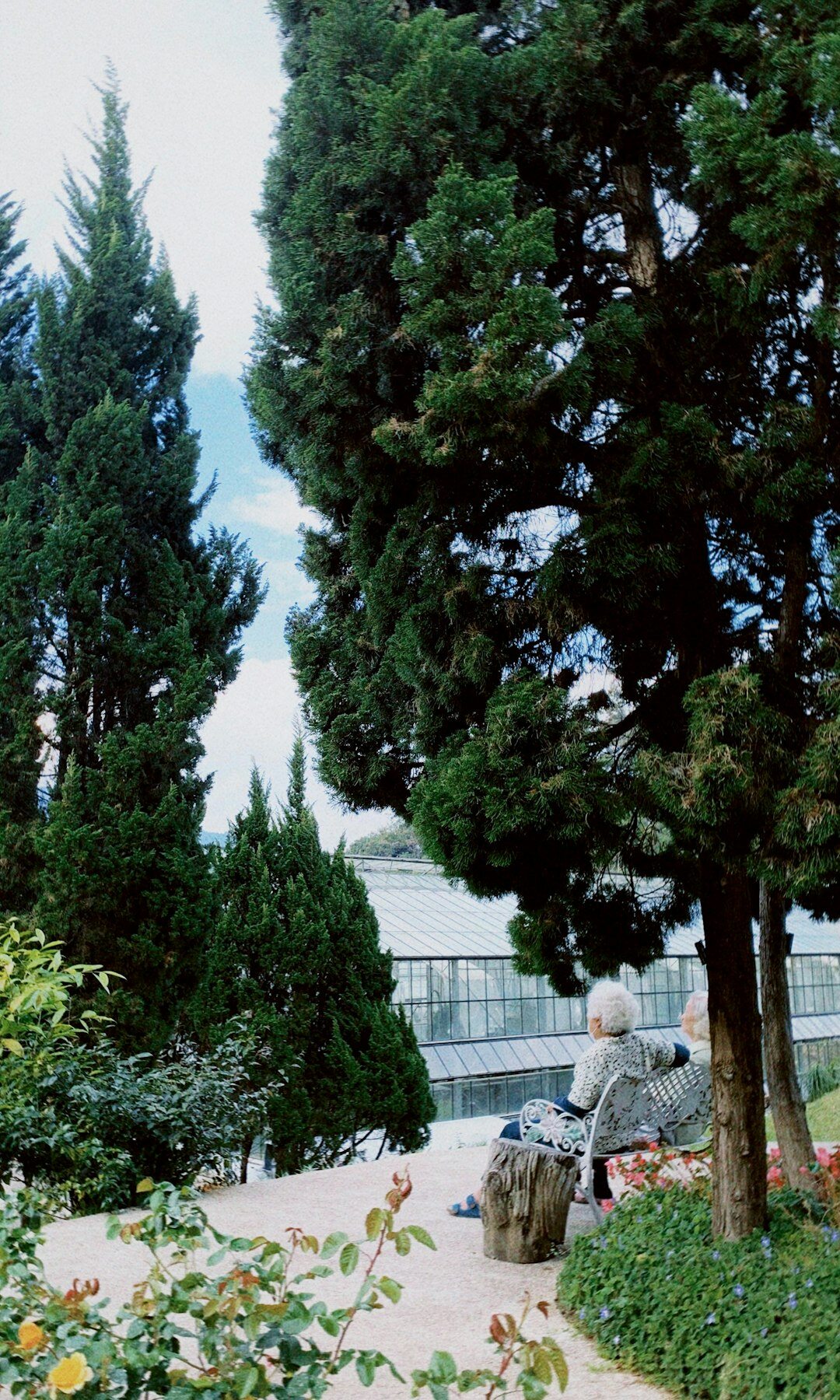 elderly man reading book in garden